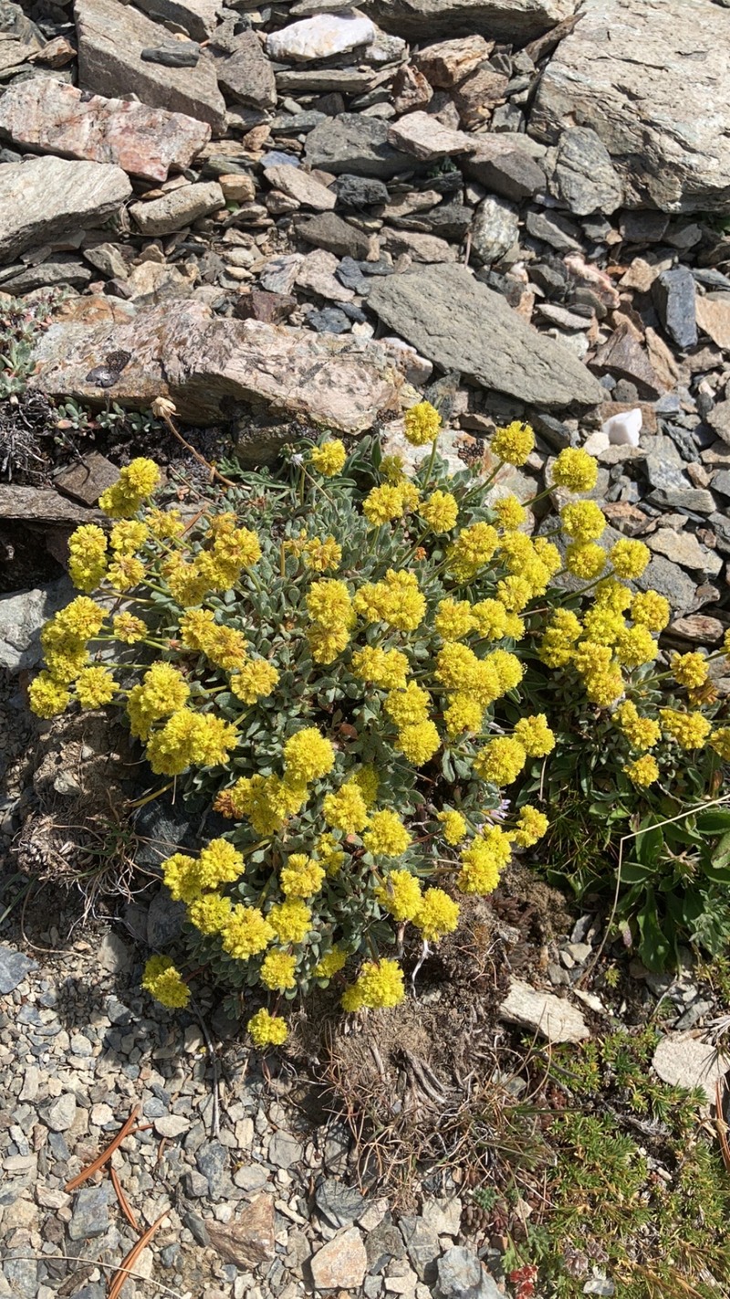 Bridle Buckwheat photo 6