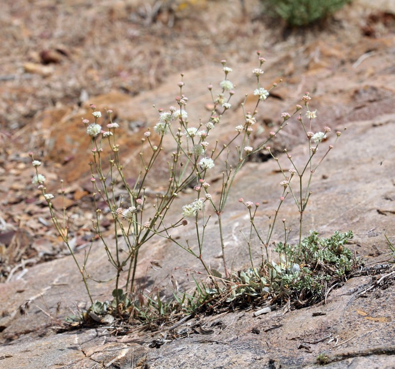 Crescent Buckwheat