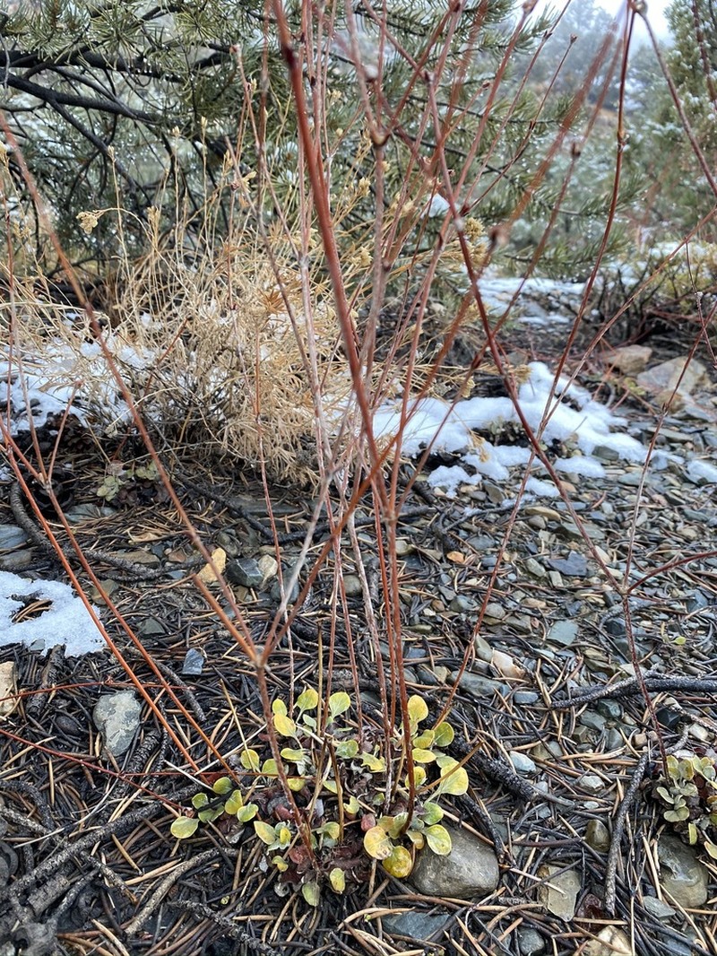 Crescent Buckwheat photo 2