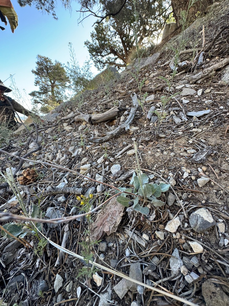Crescent Buckwheat photo 3