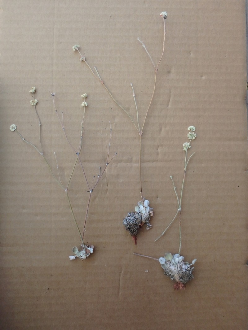 Crescent Buckwheat photo 4