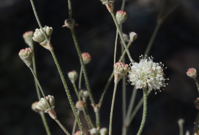 Crescent Buckwheat photo 6