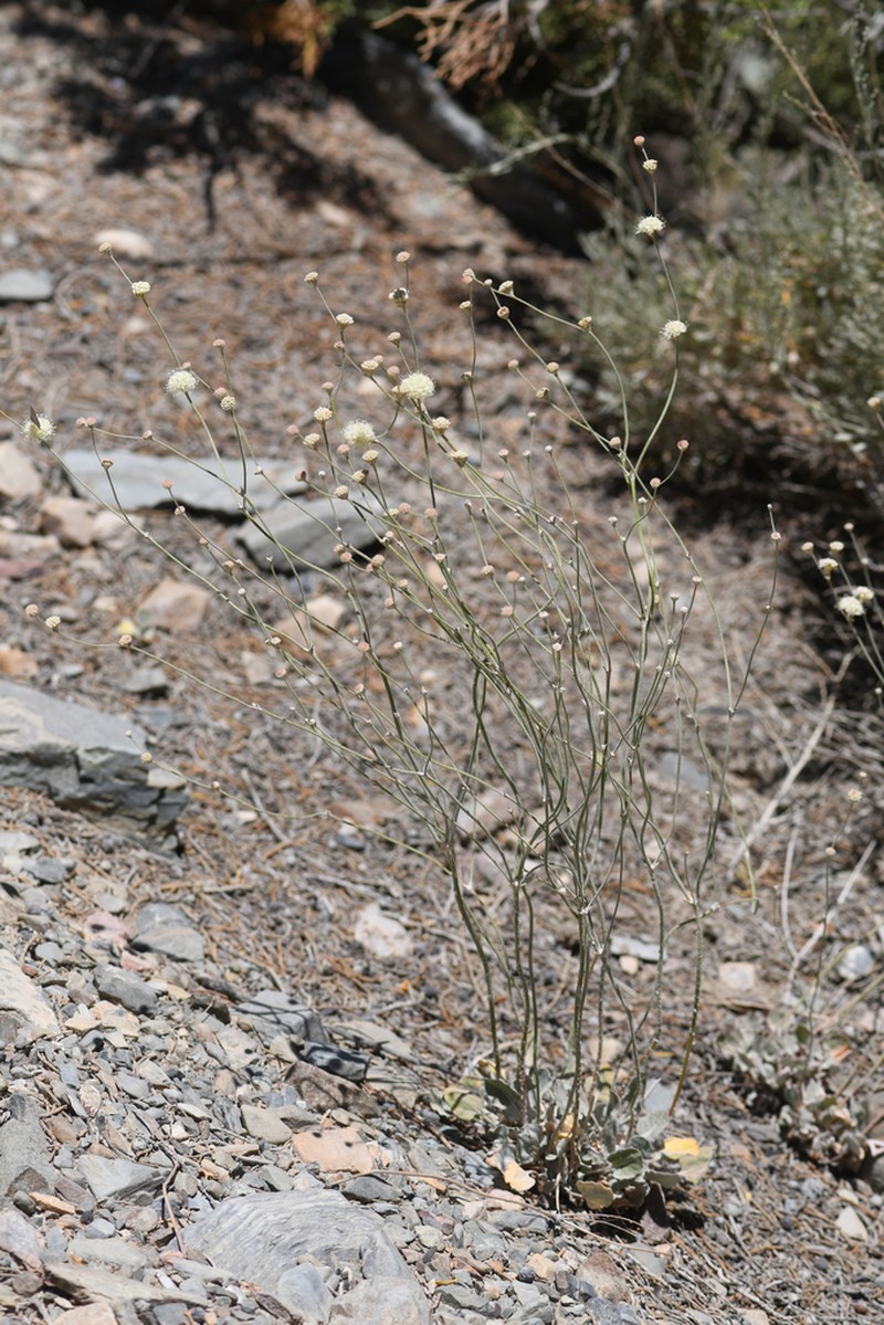Crescent Buckwheat photo 7