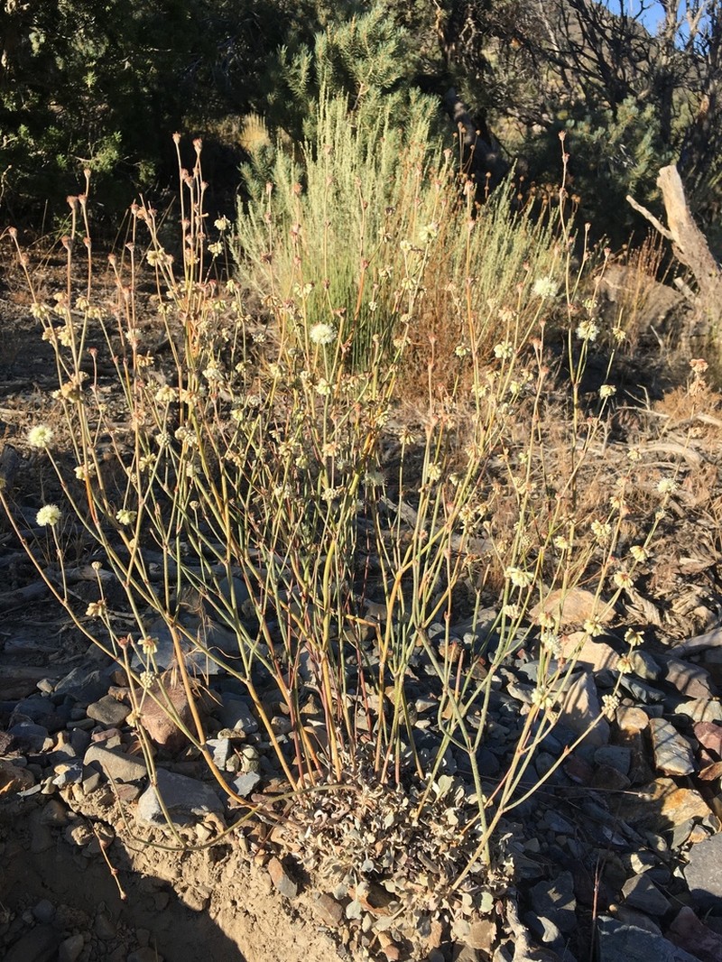 Crescent Buckwheat photo 8