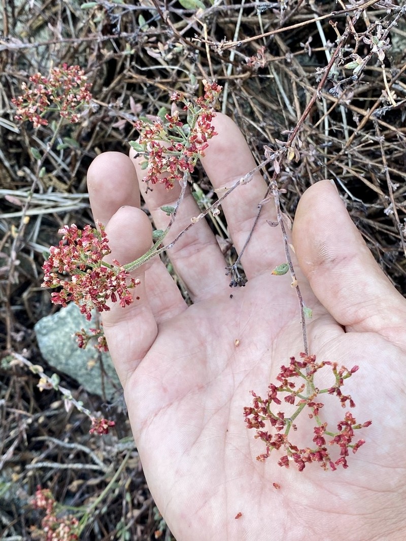 Eriogonum microtheca photo 2