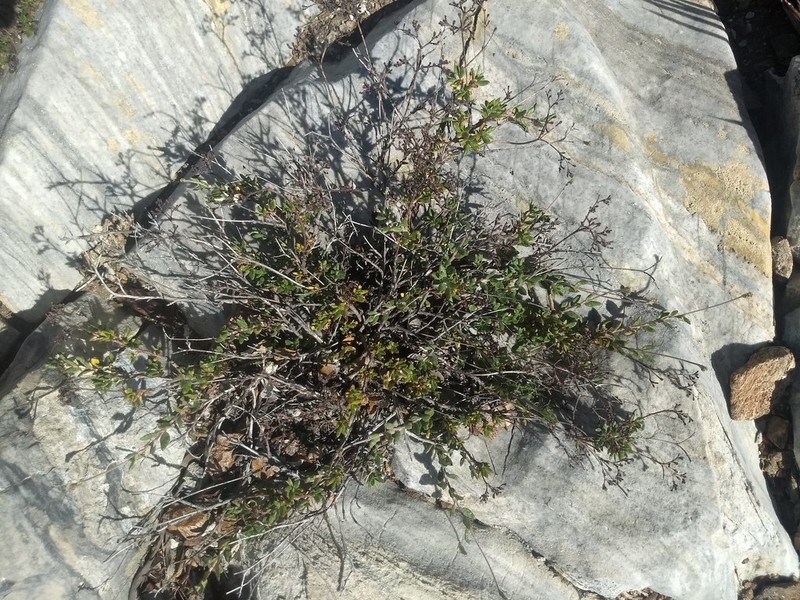 Eriogonum microtheca photo 4
