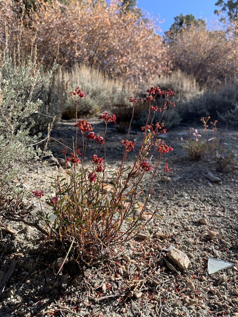 Eriogonum microtheca photo 5