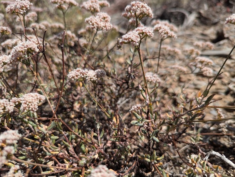 Eriogonum microtheca photo 6