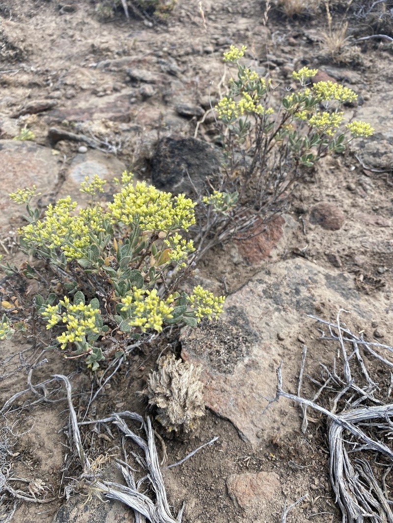 Eriogonum microtheca photo 8