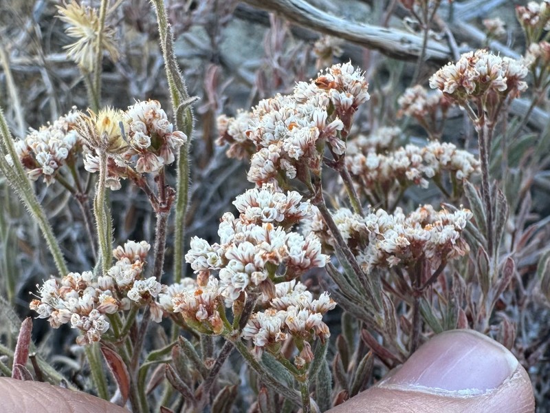 Eriogonum microtheca var. alpinum photo 2