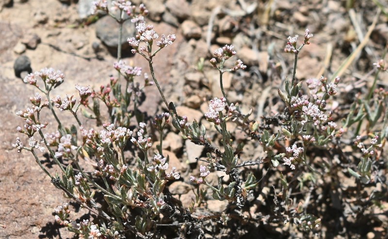 Eriogonum microtheca var. alpinum photo 3