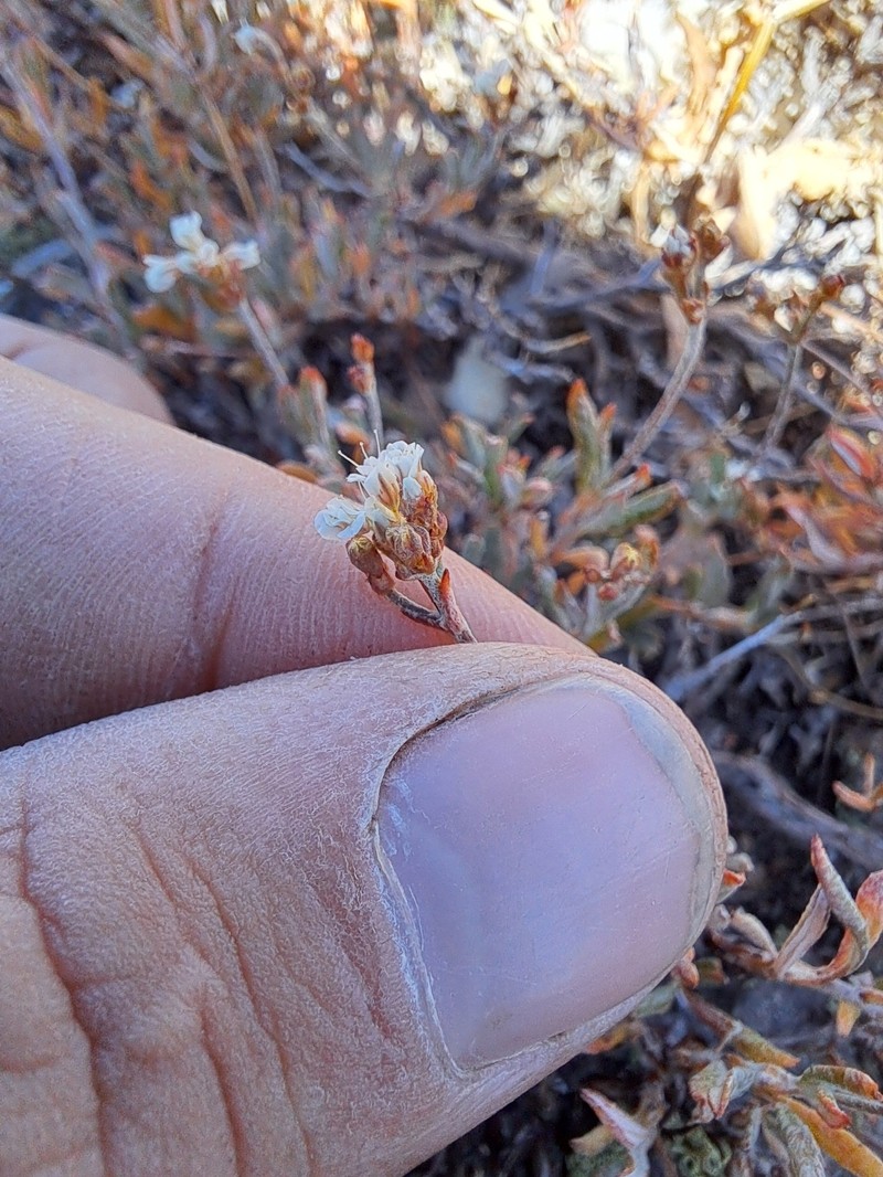 Eriogonum microtheca var. alpinum photo 4