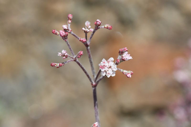 Eriogonum microtheca var. alpinum photo 5