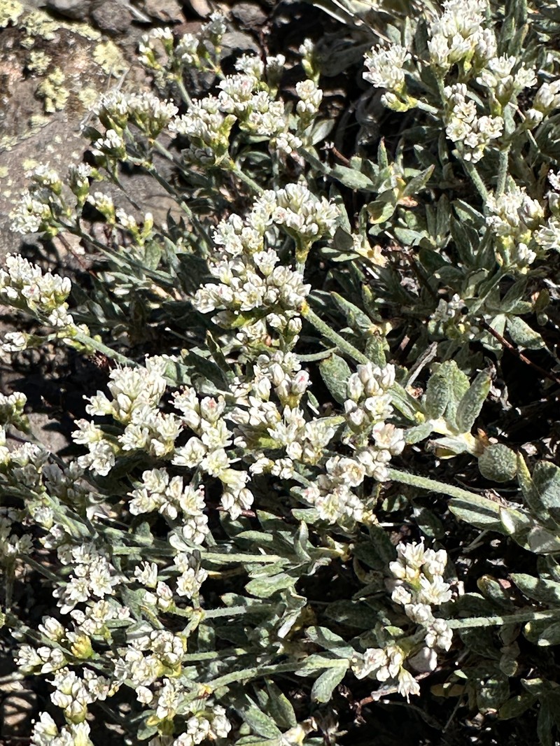 Eriogonum microtheca var. alpinum photo 6