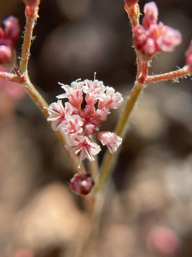 Eriogonum microtheca var. alpinum photo 7