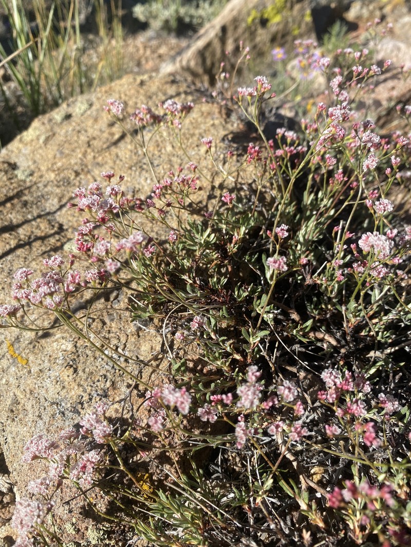Eriogonum microtheca var. alpinum photo 8
