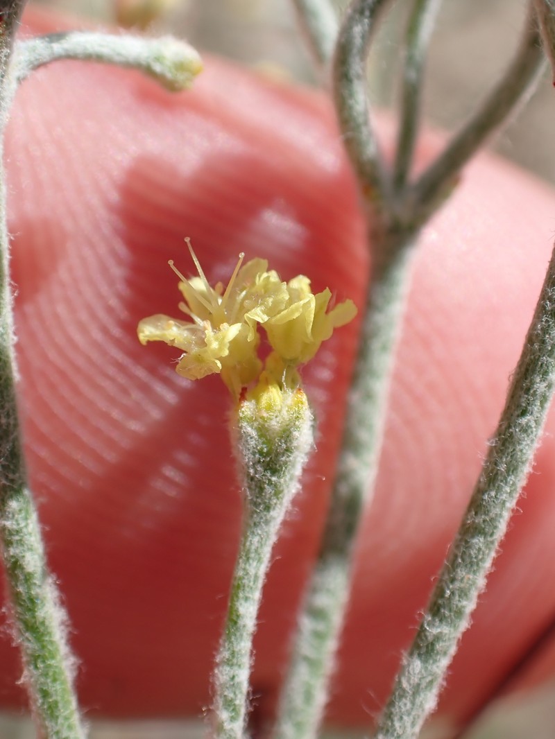 Eriogonum microtheca var. ambiguum