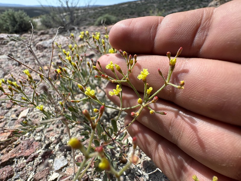 Eriogonum microtheca var. ambiguum photo 2