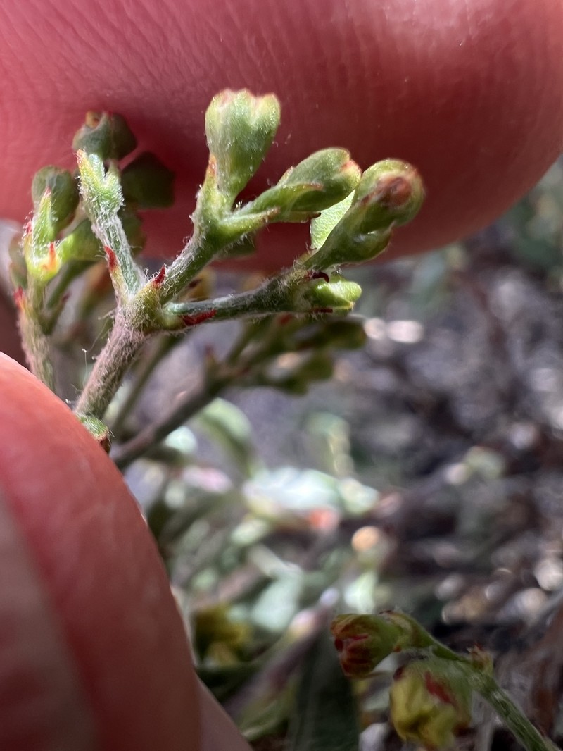 Eriogonum microtheca var. ambiguum photo 3