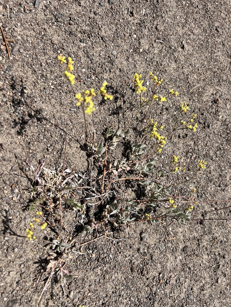 Eriogonum microtheca var. ambiguum photo 4