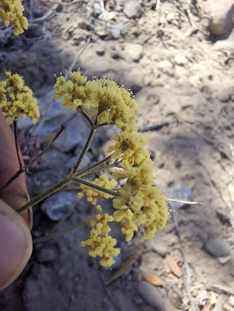 Eriogonum microtheca var. ambiguum photo 5