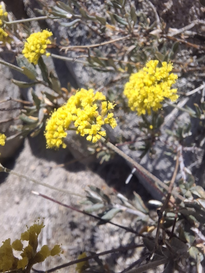 Eriogonum microtheca var. ambiguum photo 6