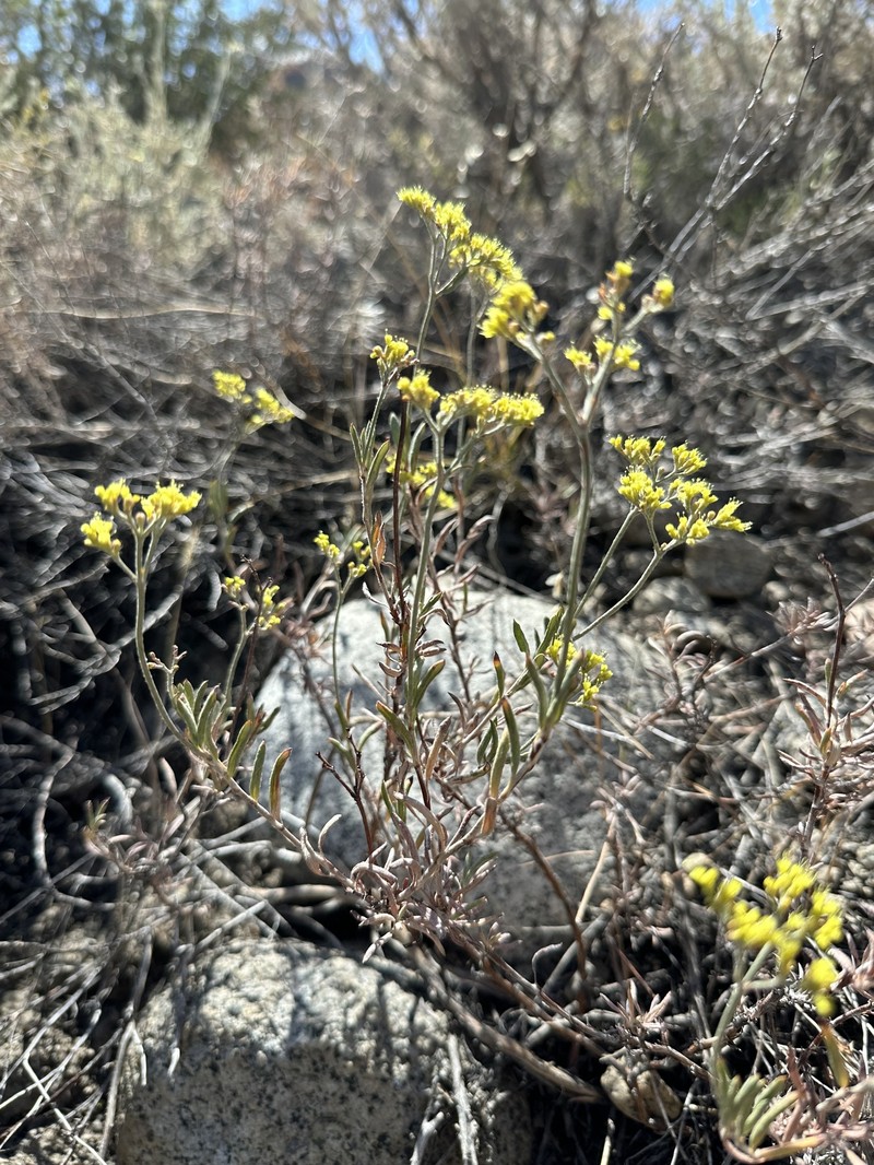 Eriogonum microtheca var. ambiguum photo 7