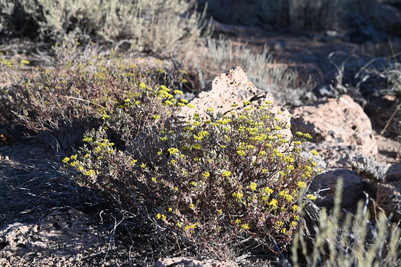 Eriogonum microtheca var. ambiguum photo 8