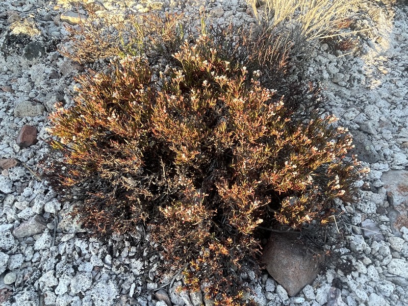 Eriogonum microtheca var. arceuthinum