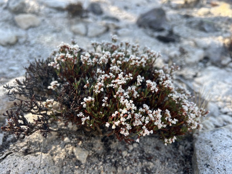 Eriogonum microtheca var. arceuthinum photo 2