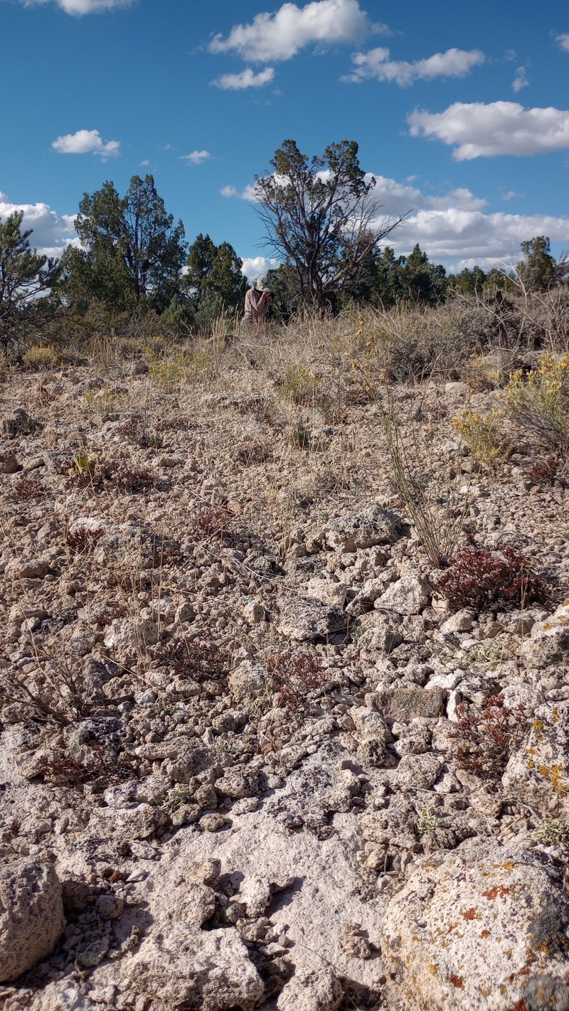 Eriogonum microtheca var. arceuthinum photo 3