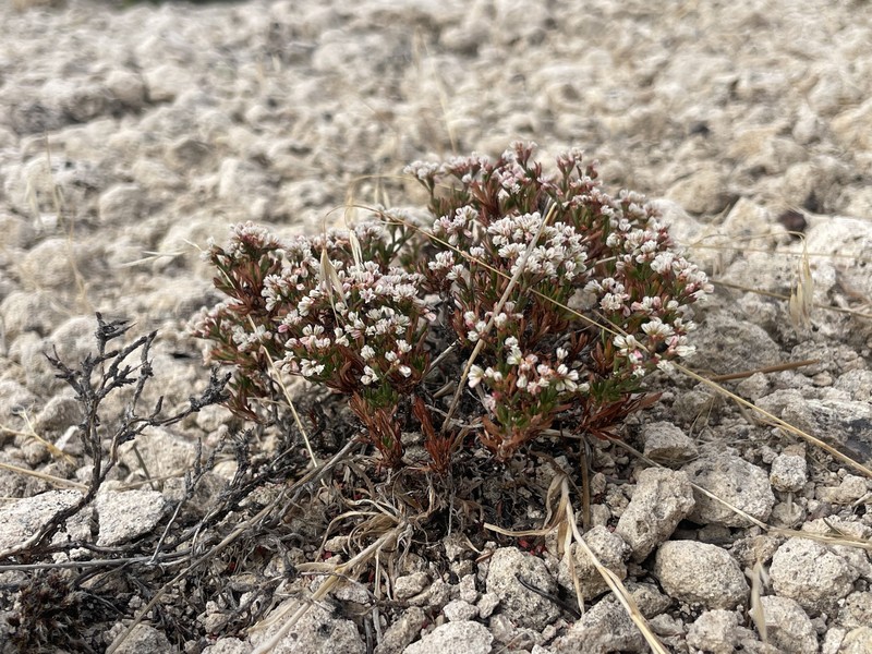 Eriogonum microtheca var. arceuthinum photo 4