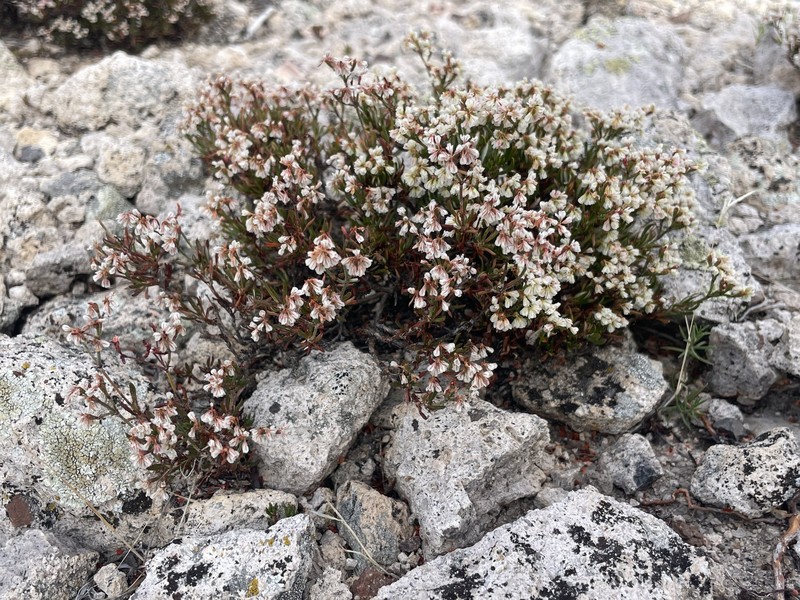 Eriogonum microtheca var. arceuthinum photo 5