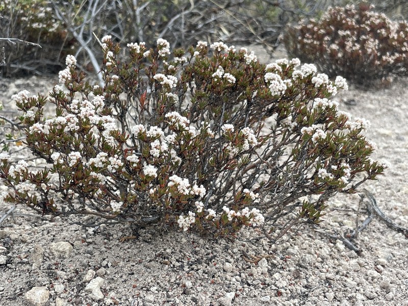 Eriogonum microtheca var. arceuthinum photo 6