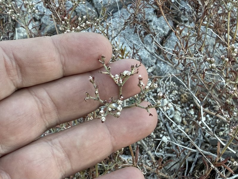 Eriogonum microtheca var. corymbosoides