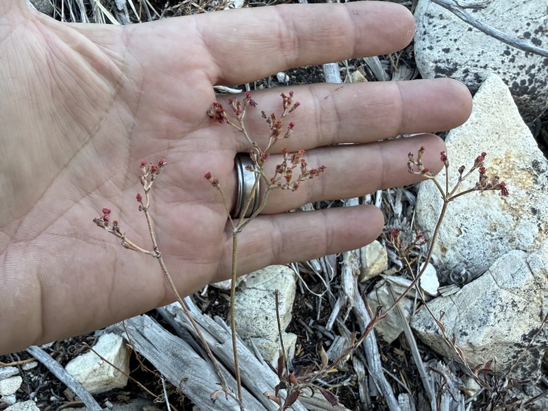 Eriogonum microtheca var. corymbosoides photo 2