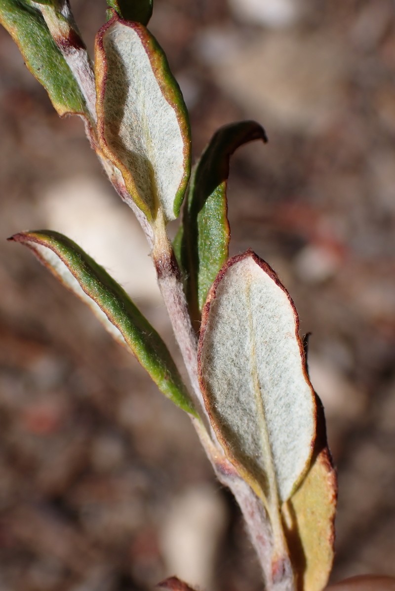 Eriogonum microtheca var. corymbosoides photo 3