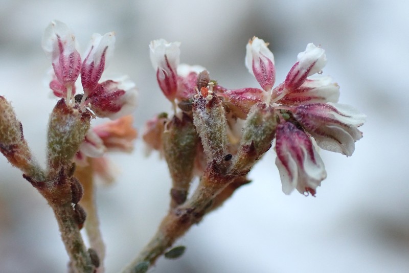 Eriogonum microtheca var. corymbosoides photo 4