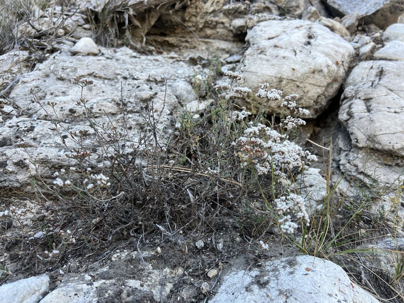 Eriogonum microtheca var. corymbosoides photo 5