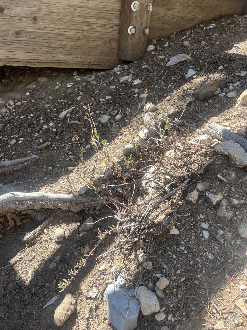 Eriogonum microtheca var. corymbosoides photo 6