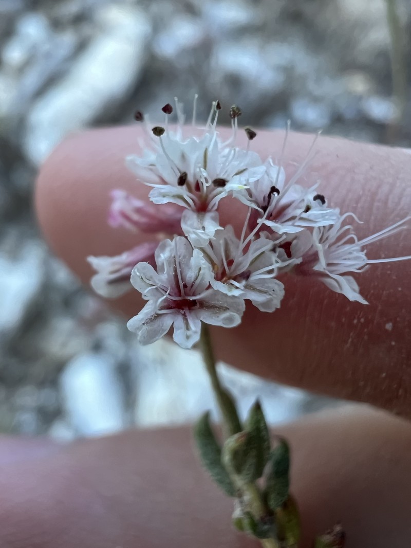 Eriogonum microtheca var. corymbosoides photo 7
