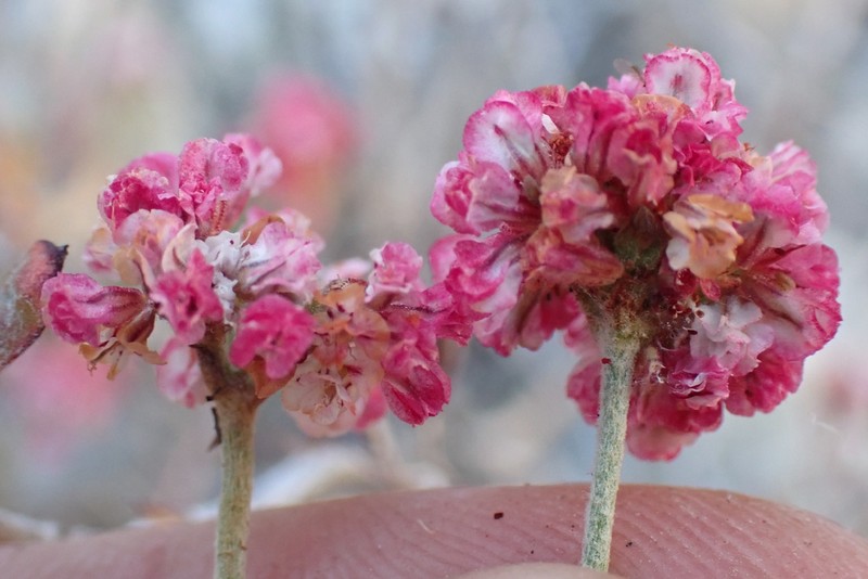 Eriogonum microtheca var. corymbosoides photo 8
