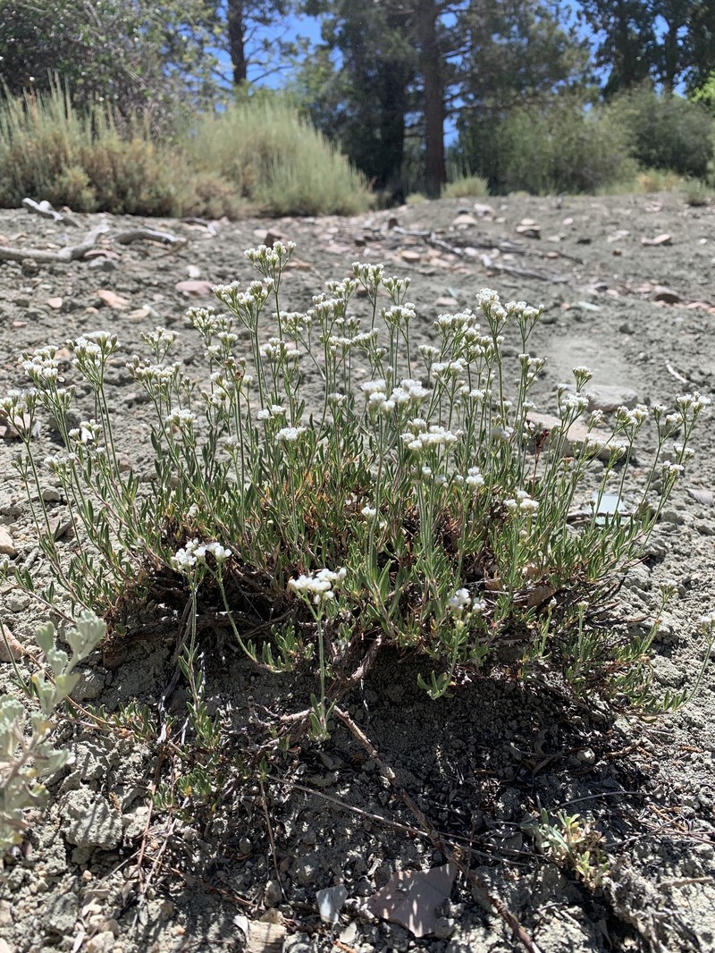 Eriogonum microtheca var. lacus-ursi