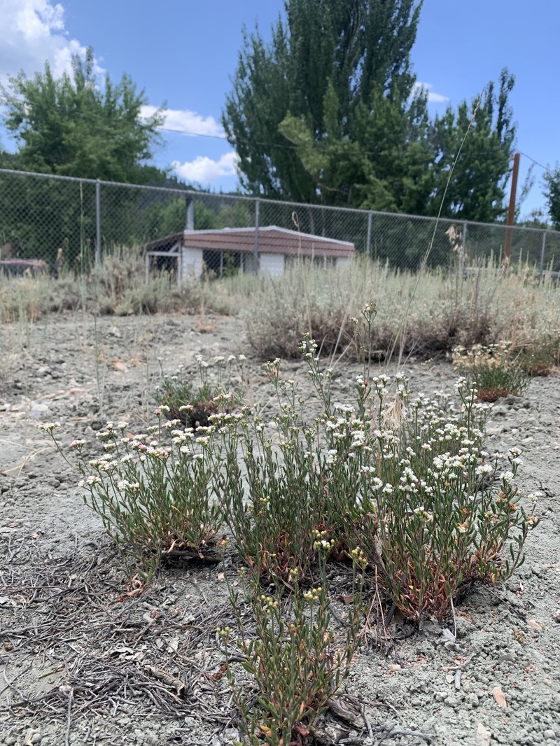 Eriogonum microtheca var. lacus-ursi photo 2