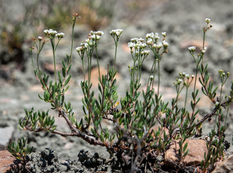 Eriogonum microtheca var. lacus-ursi photo 3