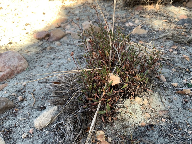 Eriogonum microtheca var. lacus-ursi photo 4