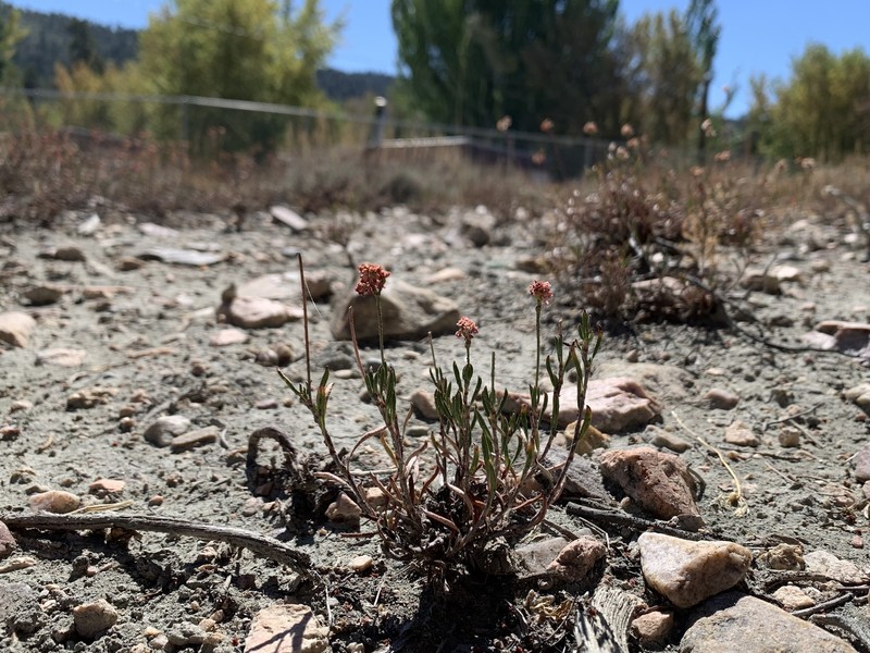 Eriogonum microtheca var. lacus-ursi photo 5