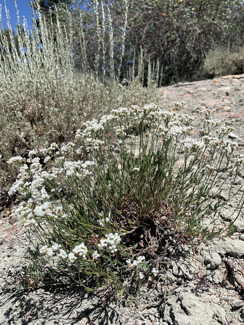 Eriogonum microtheca var. lacus-ursi photo 6