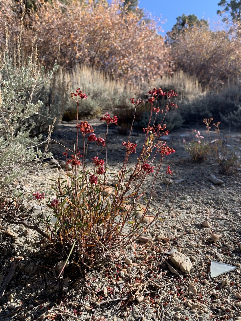 Eriogonum microtheca var. lacus-ursi photo 7