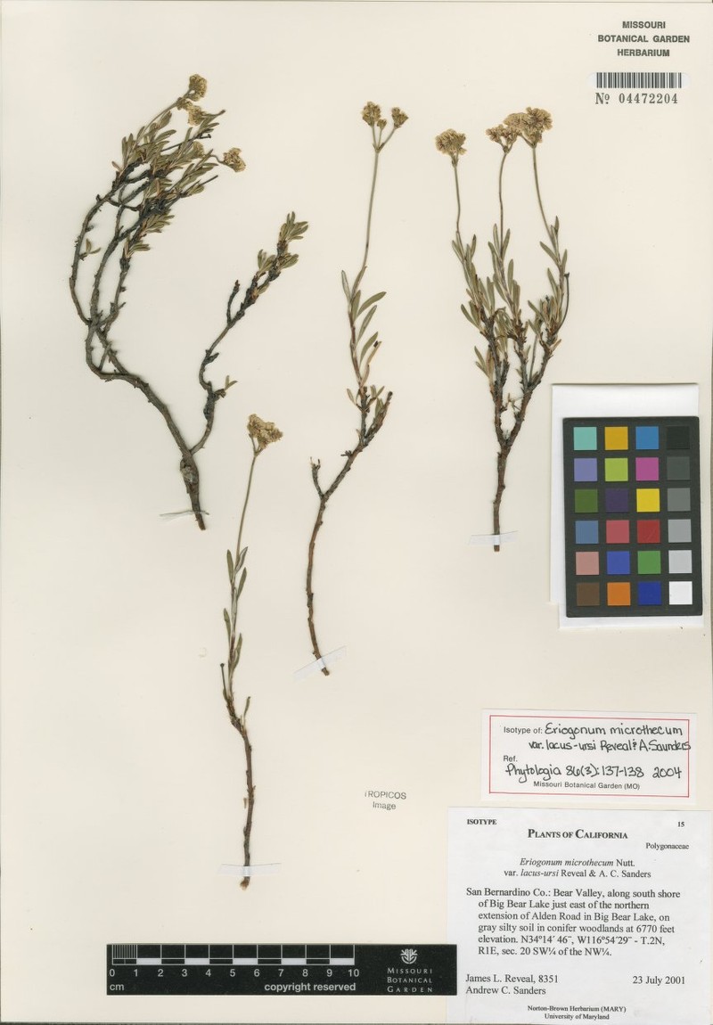 Eriogonum microtheca var. lacus-ursi photo 8